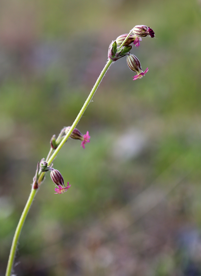 Image of Silene aprica specimen.