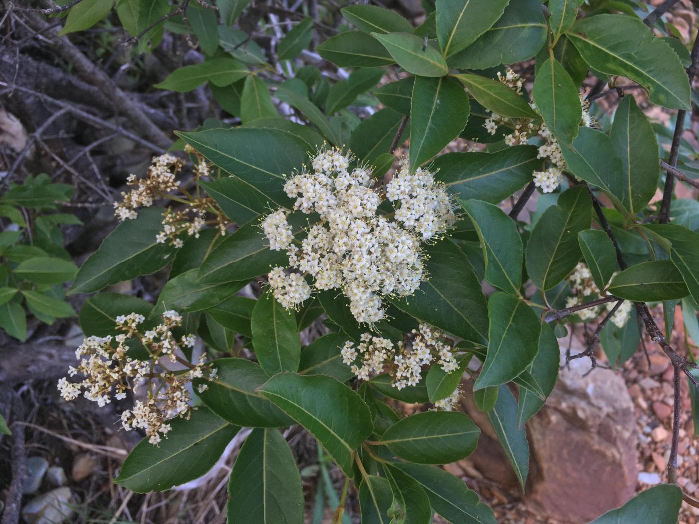 Image of genus Viburnum specimen.
