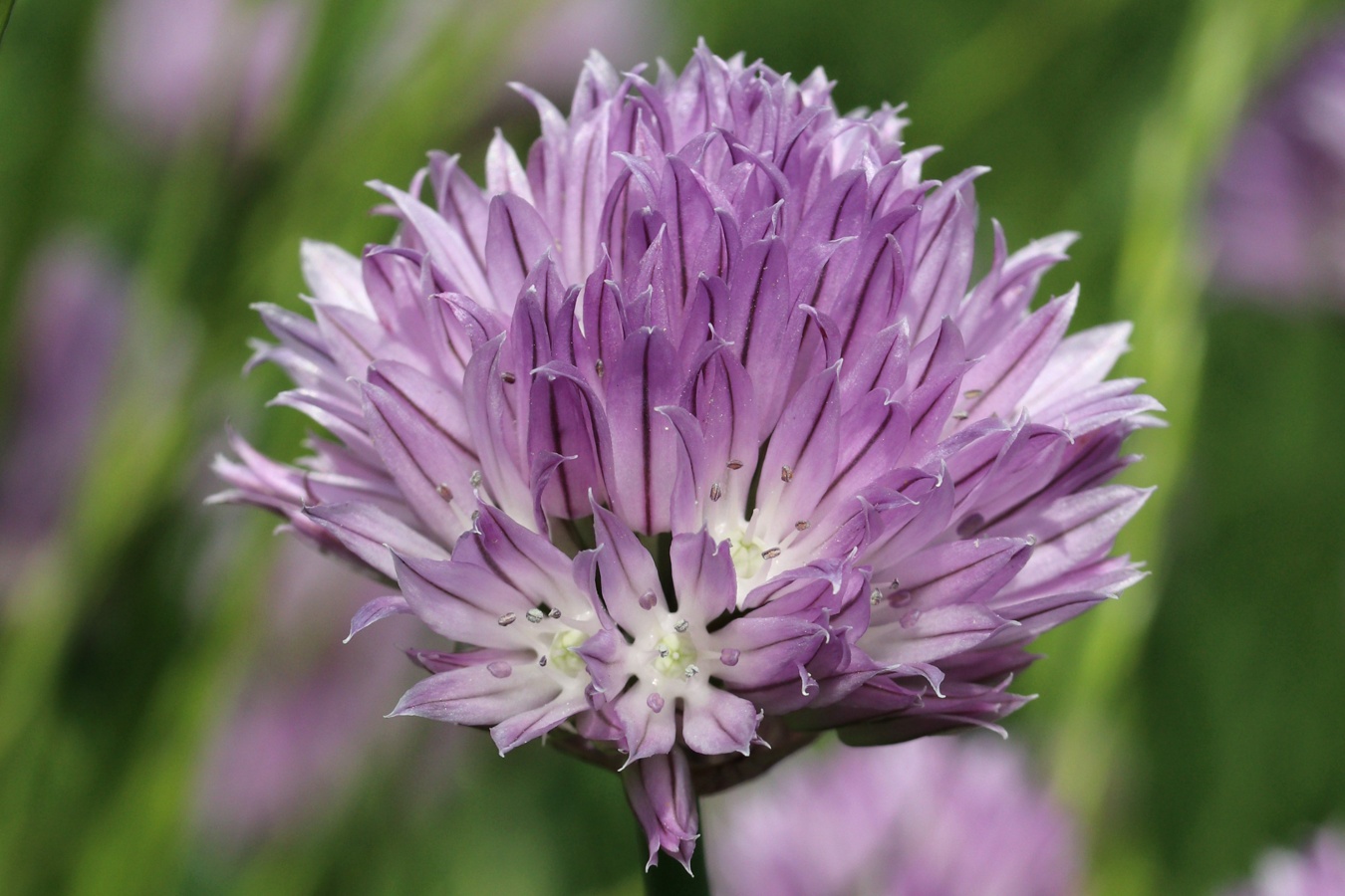 Image of Allium schoenoprasum specimen.