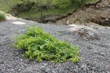 genus Alchemilla. Цветущее растение. Кабардино-Балкария, Зольский р-н, ур. Джилы-Су, берег р. Малка, щебнистый пляж. 13.06.2026.