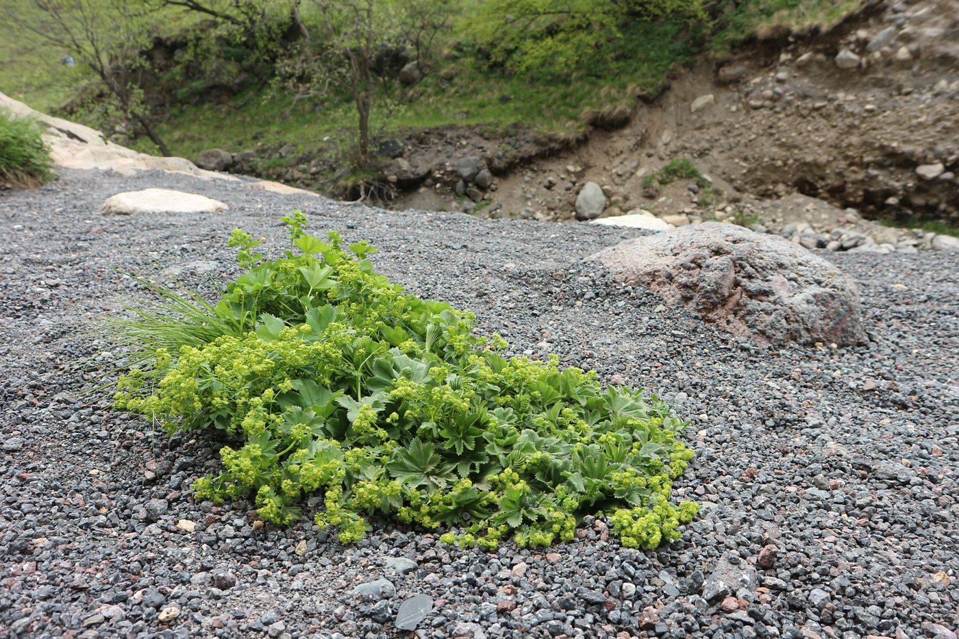 Image of genus Alchemilla specimen.