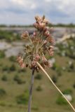 Allium paniculatum. Соцветие. Крым, предгорье, средневековый город-крепость Эски-Кермен. 26.07.2026.