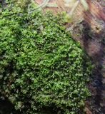 Riccardia multifida. Покров вегетирующих растений на разлагающейся древесине крупного валежа сосны. В верхней части кадра - побеги листостебельного печёночника Lophocolea heterophylla. Ленинградская обл., Ломоносовский р-н, ок. Сюрьевского болота, мелколиственно-елово-сосновый лес. 03.05.2025.