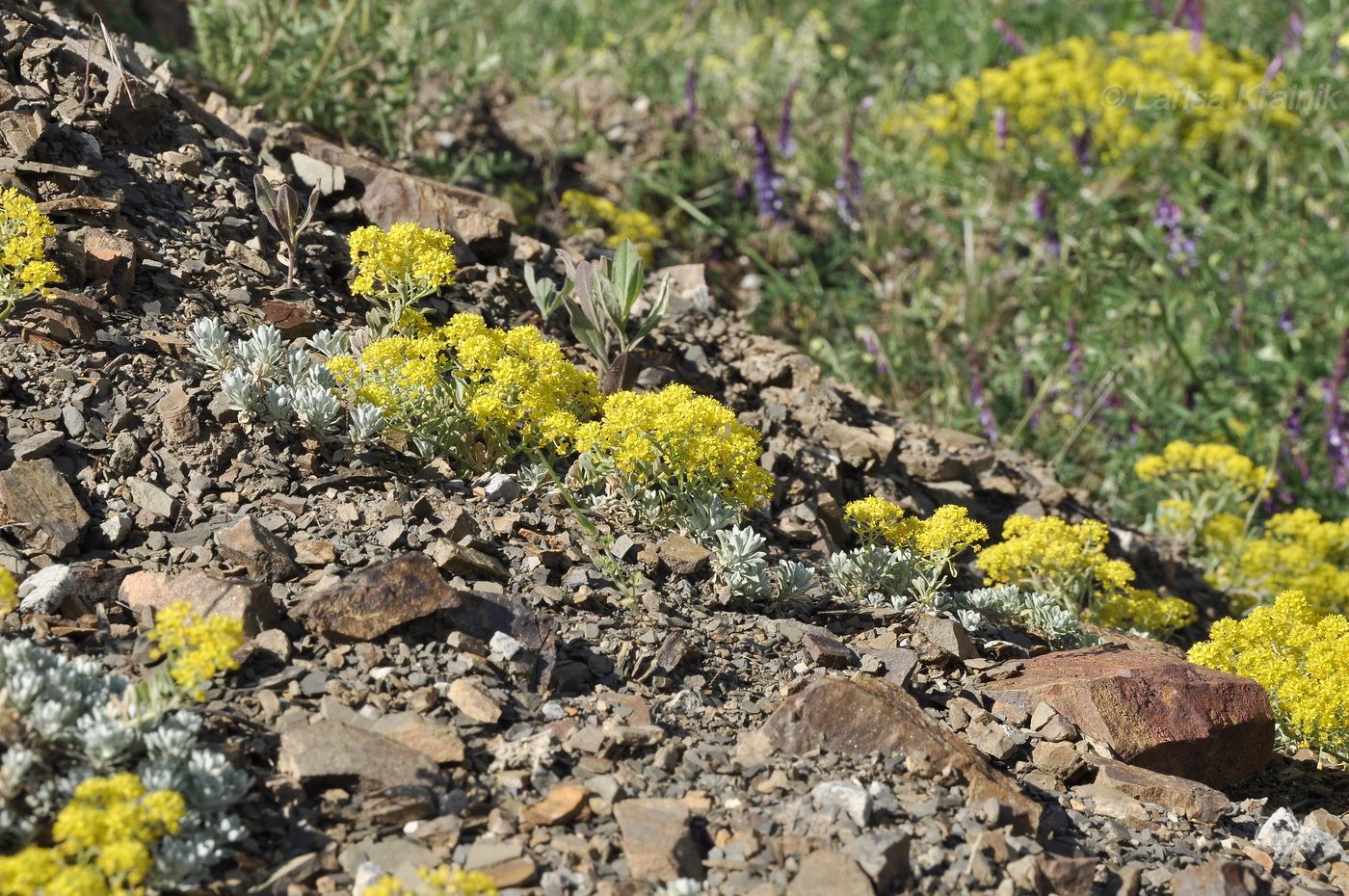Image of genus Alyssum specimen.