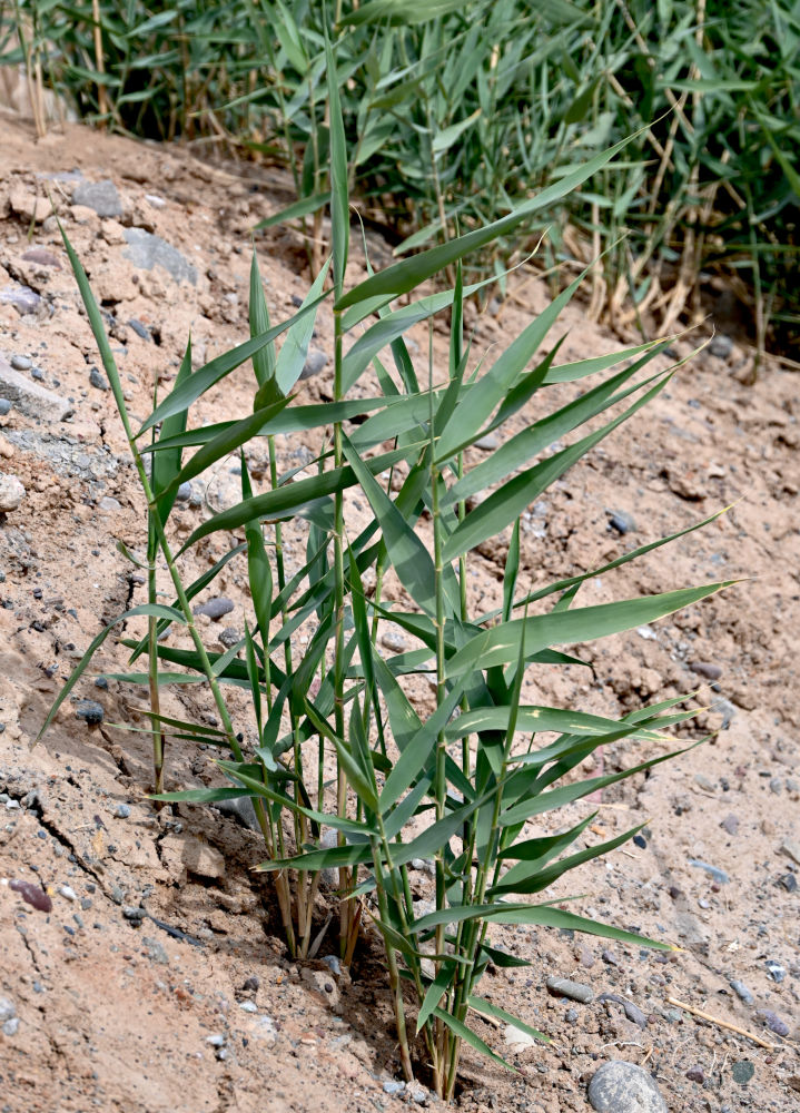 Image of Phragmites australis specimen.