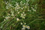 Erigeron annuus. Цветущие растения. Смоленская обл., Вяземский р-н, окр. дер. Савино, луг. 22 августа 2026 г.