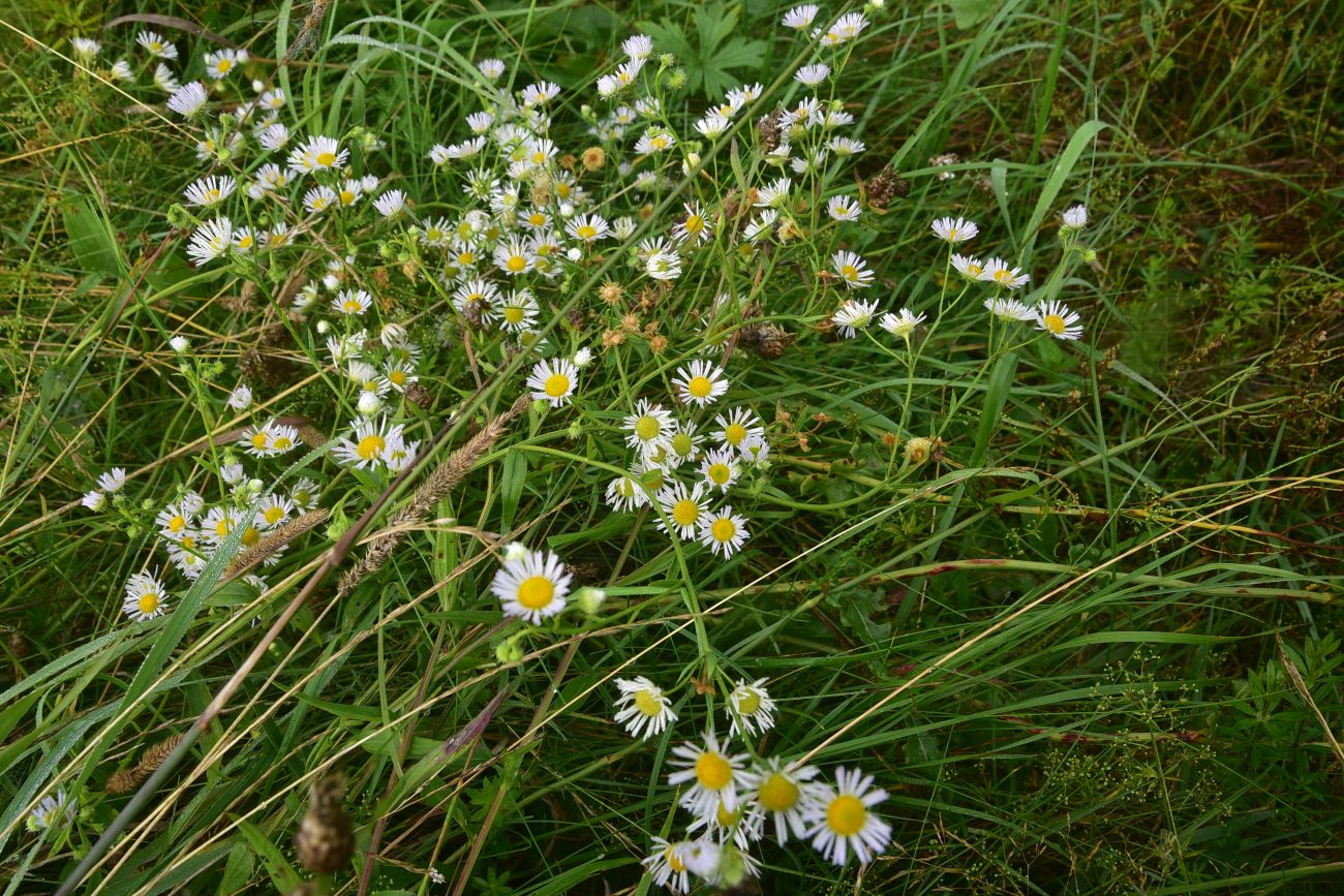 Image of Erigeron annuus specimen.