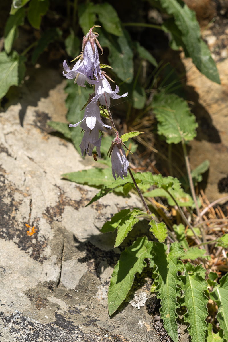 Изображение особи Campanula sarmatica.