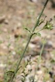 genus Lophanthus