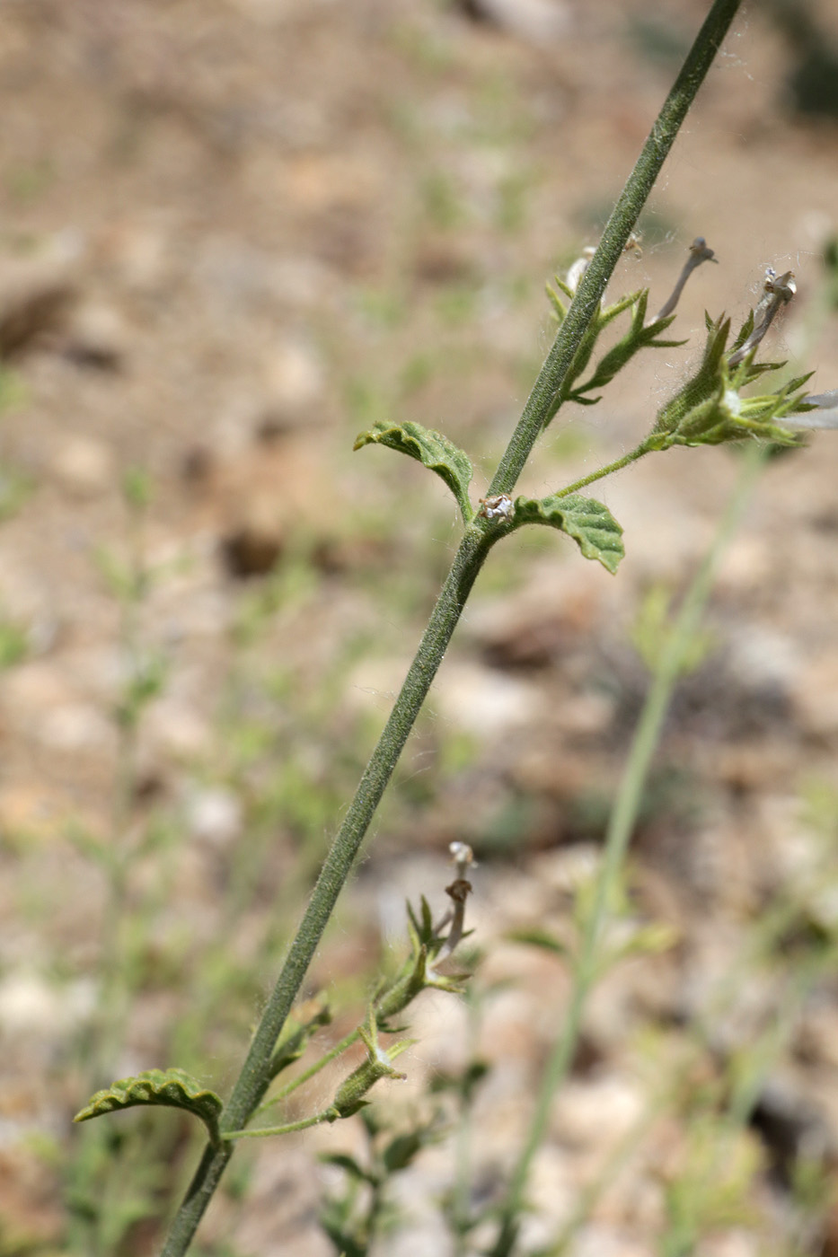 Image of genus Lophanthus specimen.