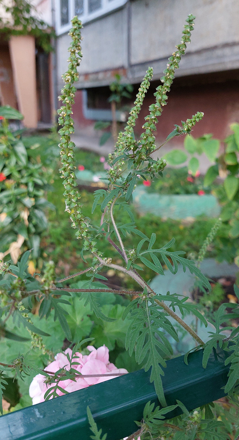 Image of Ambrosia artemisiifolia specimen.