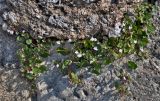 Cymbalaria muralis. Цветущее растение. Сербия, Белград, на каменной стене. 06.07.2019.