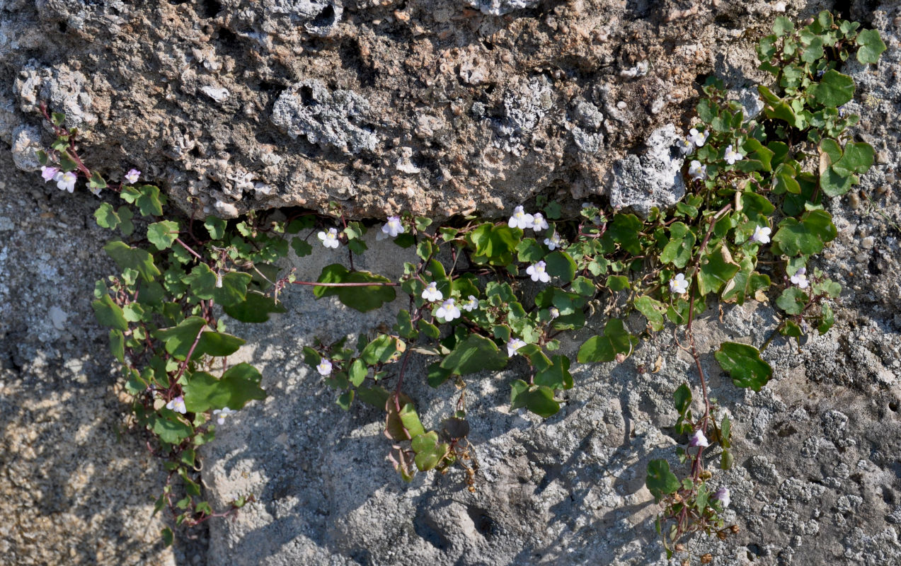 Image of Cymbalaria muralis specimen.