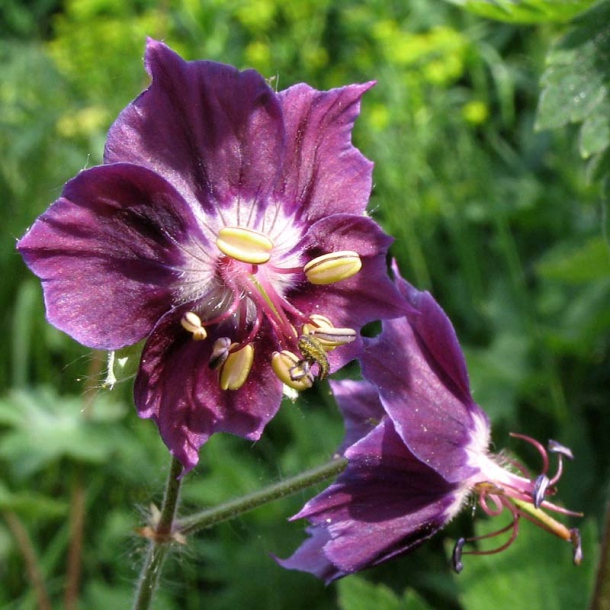 Изображение особи Geranium phaeum.