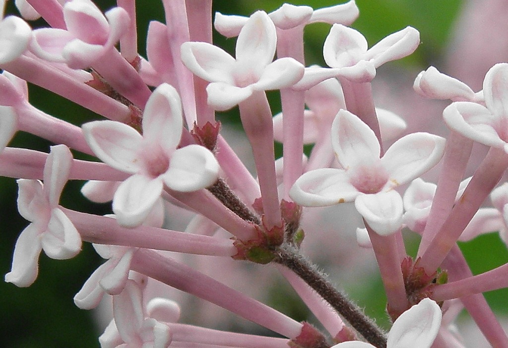 Изображение особи Syringa meyeri.