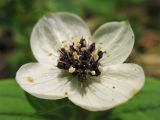 Chamaepericlymenum suecicum. Соцветие, окружённое видоизменёнными верхушечными листьями. Нидерланды, провинция Drenthe, окрестности населённого пункта Zeijen, поляна в смешанном лесу. 18 мая 2008 г.