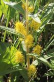 Naumburgia thyrsiflora