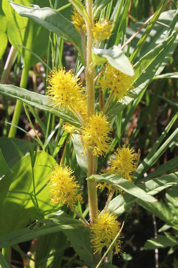 Image of Naumburgia thyrsiflora specimen.