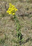 Solidago canadensis