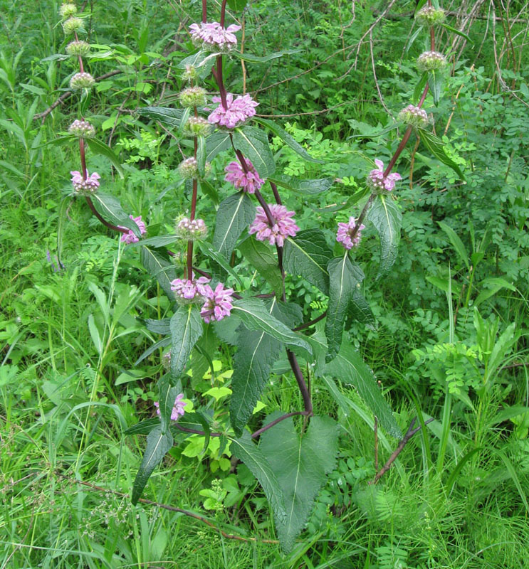 Image of Phlomoides tuberosa specimen.