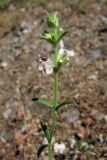 Stachys iberica