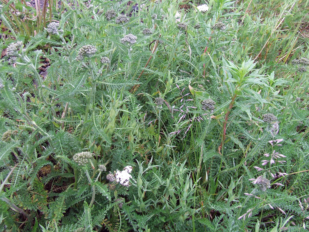 Image of Achillea apiculata specimen.