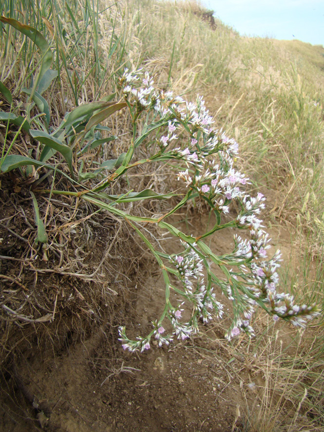 Image of Goniolimon tauricum specimen.