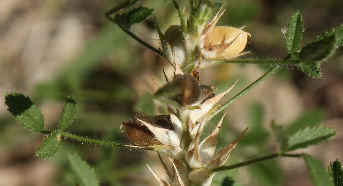 Image of Ononis pusilla specimen.