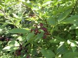 Sambucus racemosa
