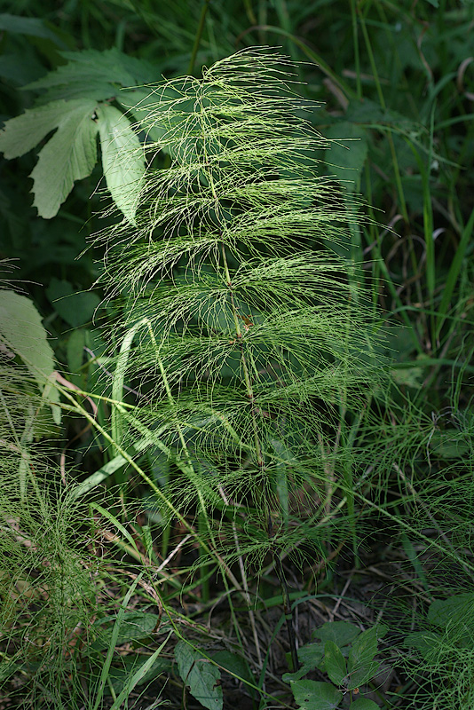 Image of Equisetum sylvaticum specimen.