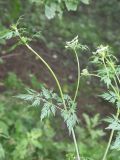 Aethusa cynapium
