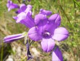 Image of taxon representative. Author is Михаил Лучкин