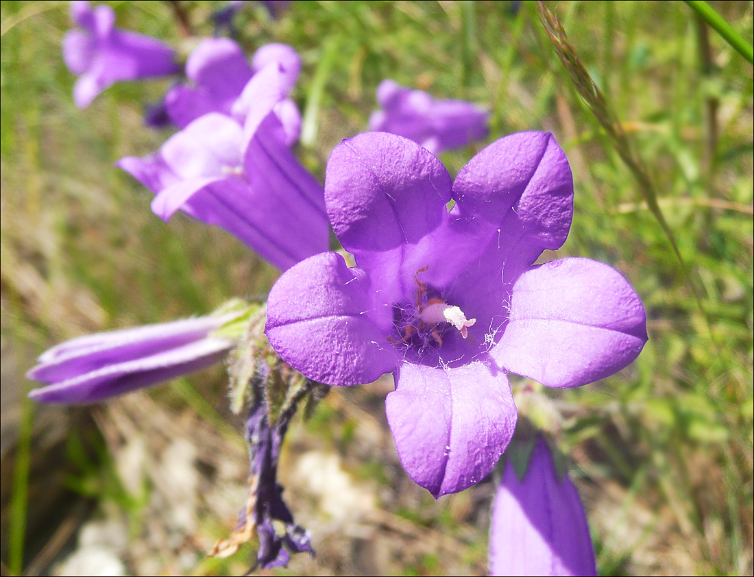 Изображение особи Campanula komarovii.