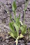 Crepis pulchra ssp. turkestanica