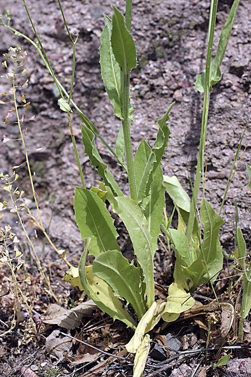 Изображение особи Crepis pulchra ssp. turkestanica.