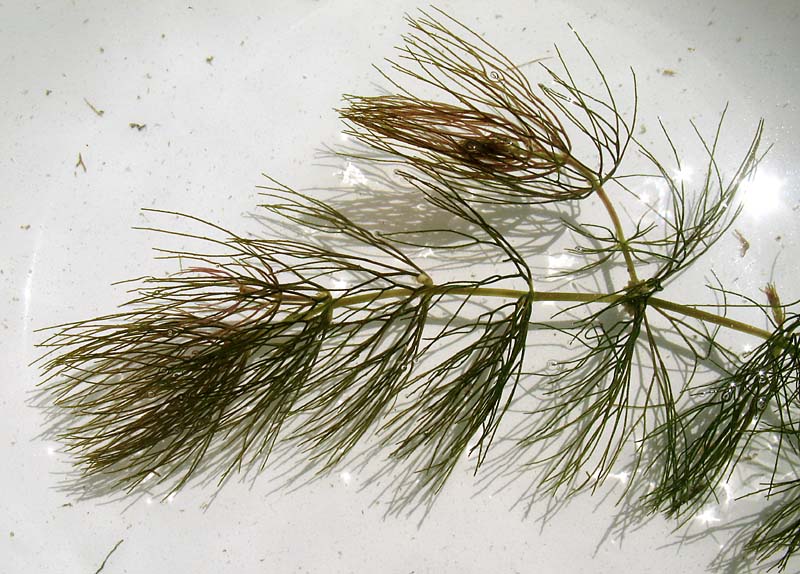 Image of Ceratophyllum submersum specimen.