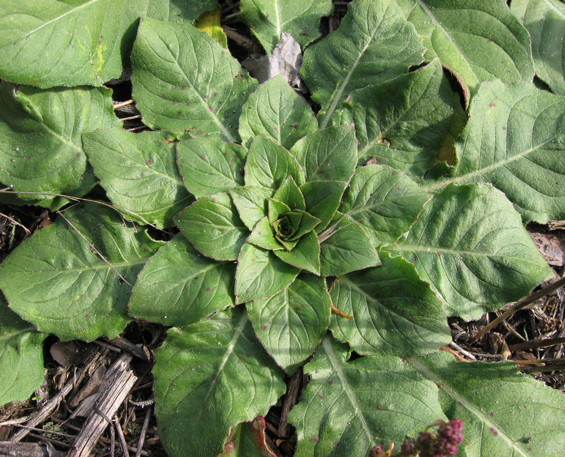 Image of genus Oenothera specimen.
