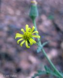 Senecio viscosus