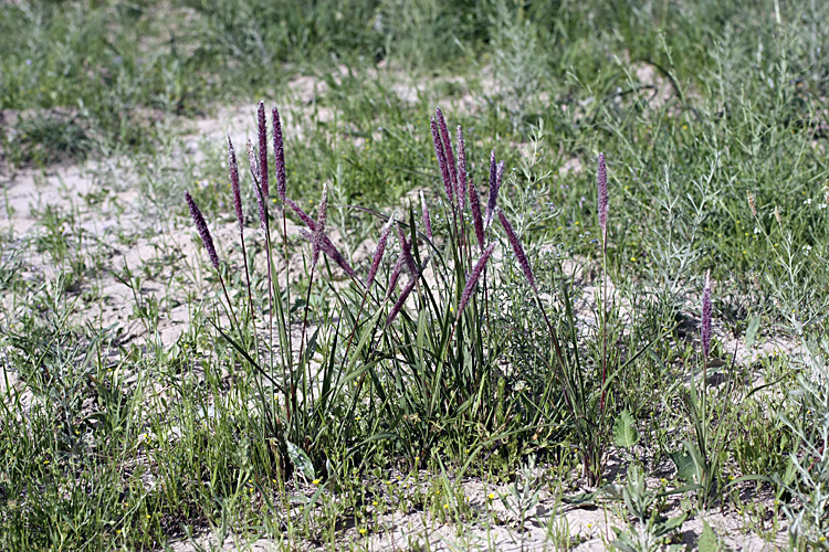 Image of genus Alopecurus specimen.