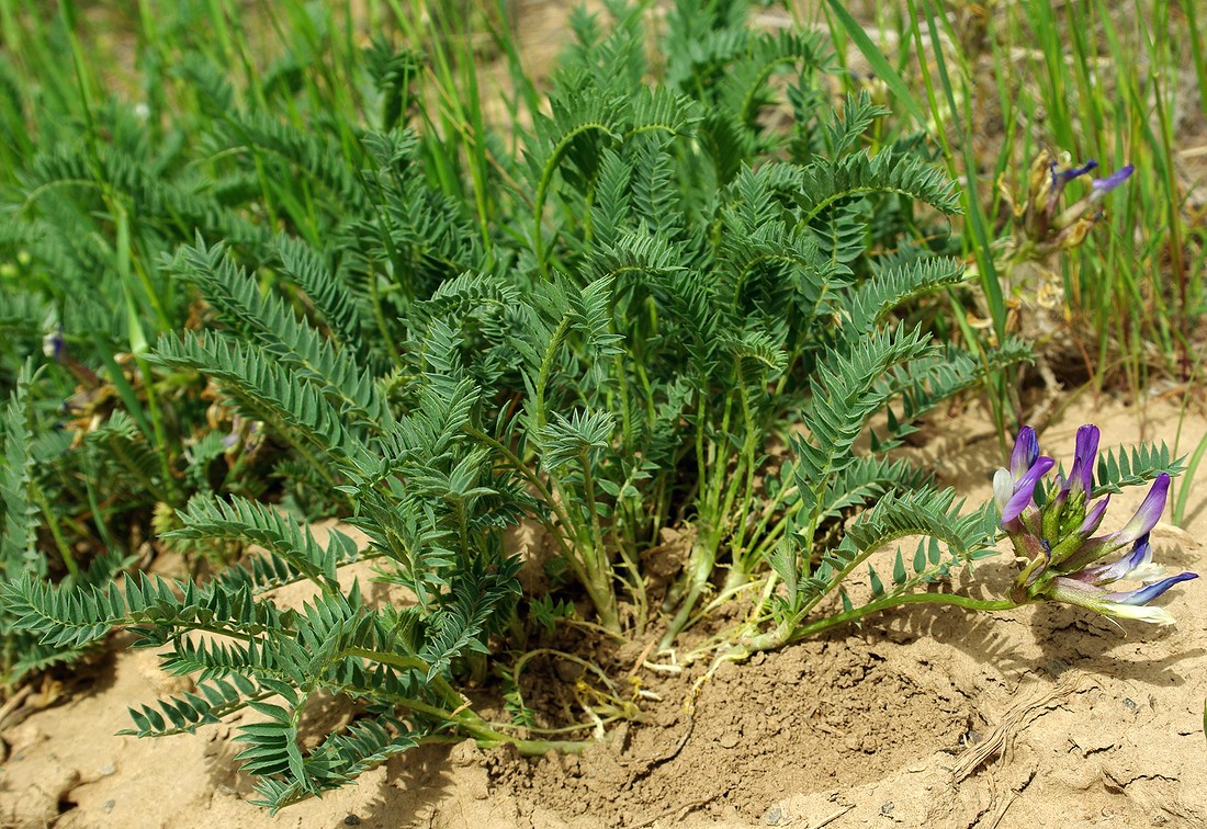 Изображение особи Astragalus kurdaicus.