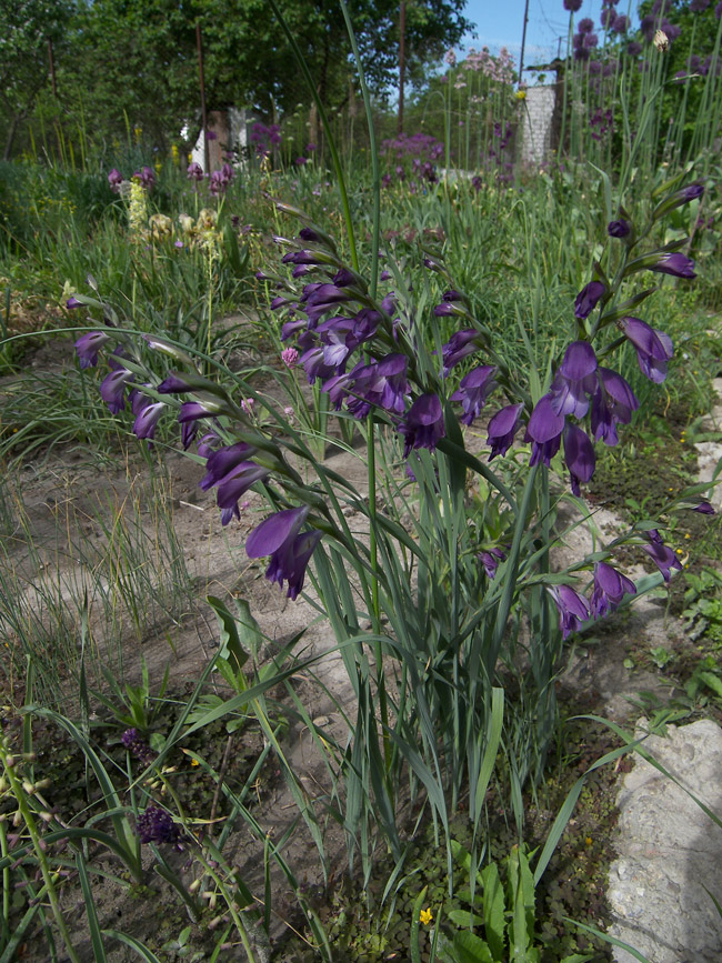 Изображение особи Gladiolus atroviolaceus.