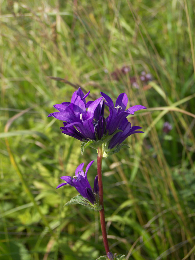 Изображение особи Campanula glomerata ssp. oblongifolioides.