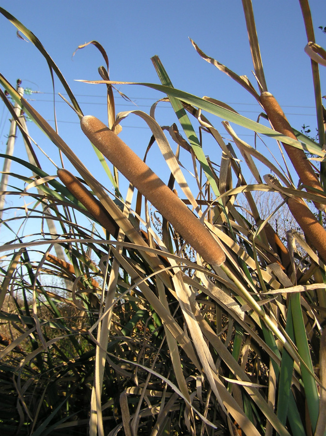 Изображение особи Typha &times; glauca.