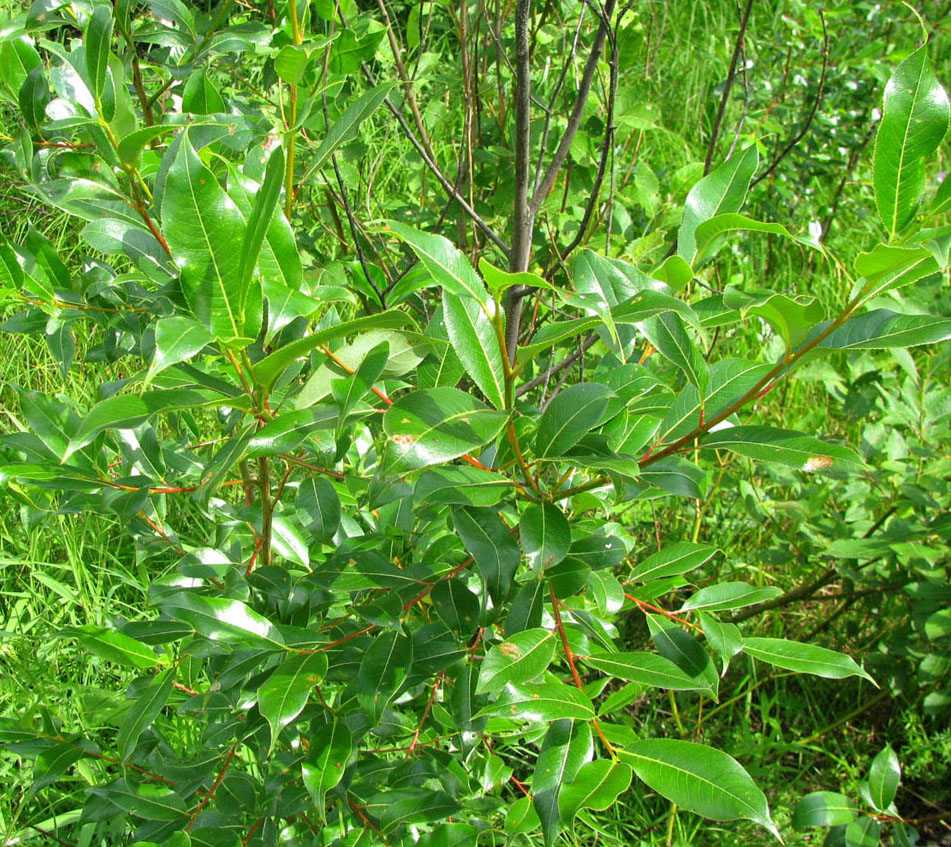 Image of Salix pentandra specimen.