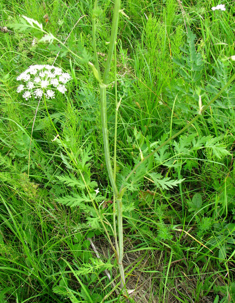 Image of Seseli libanotis specimen.