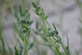 Corispermum hyssopifolium. Соцветия. Астрахань, о. Ильинский. 26.08.2011.