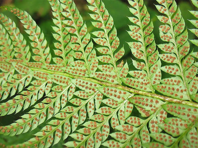 Image of Polystichum aculeatum specimen.