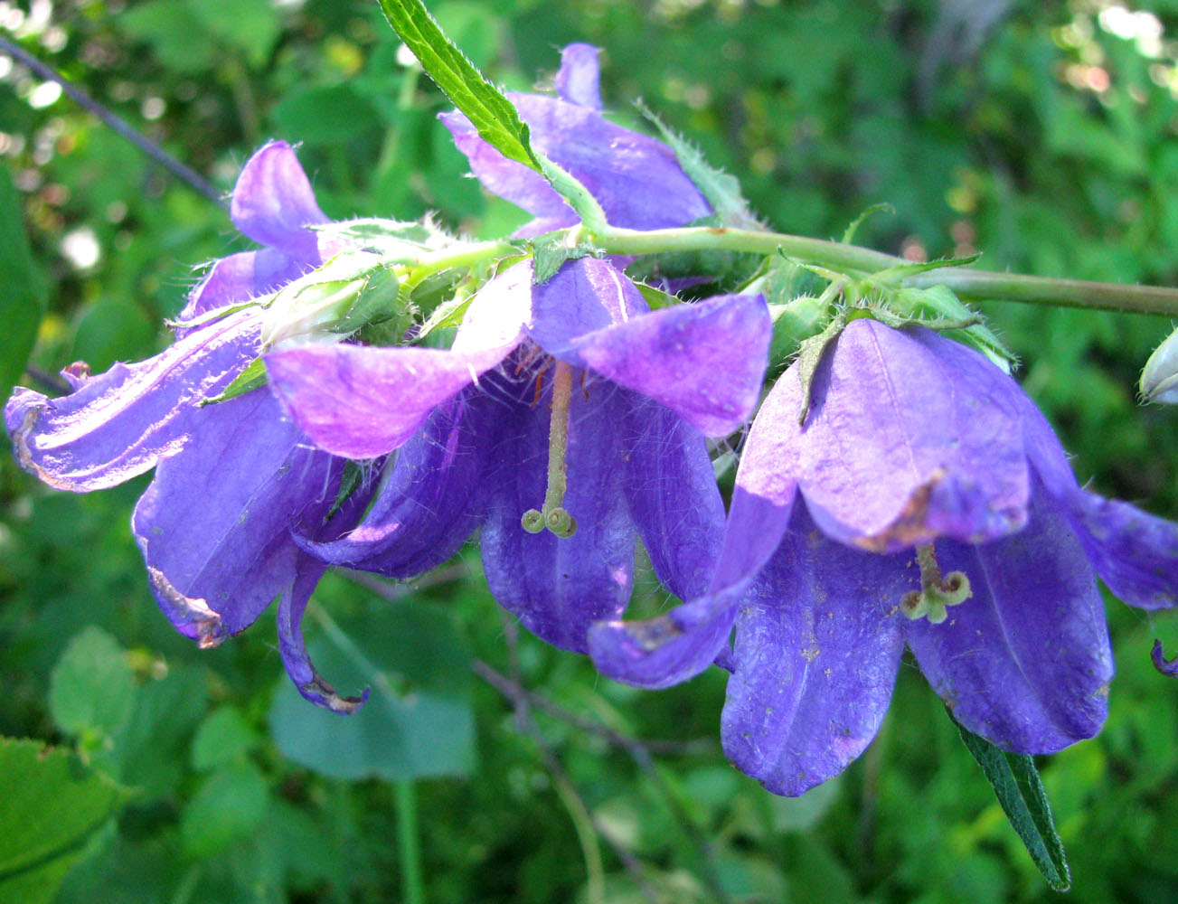 Image of Campanula trachelium specimen.