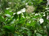 Aralia cordata