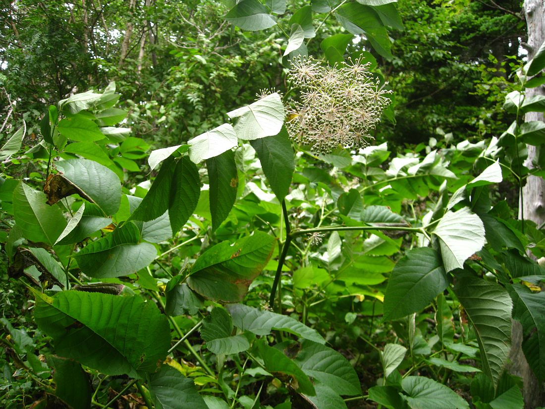 Изображение особи Aralia cordata.